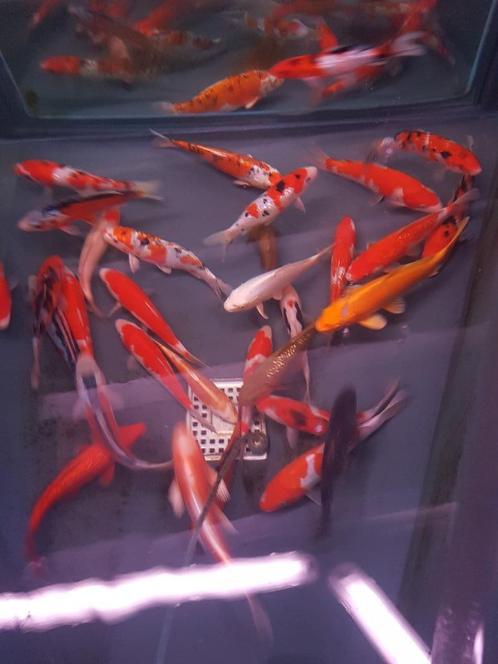 HQ Import koi 25 / 30 cm bij Koidream in Valburg, Dieren en Toebehoren, Vissen | Vijvervissen, Karper of Koi