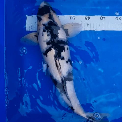 Shiro utsuri Omosako 50 cm, Dieren en Toebehoren, Vissen | Vijvervissen, Karper of Koi