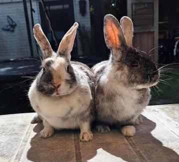 Koppeltje lieve, gezonde en mooie konijnen
