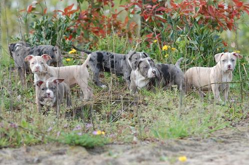 American bully pups, Dieren en Toebehoren, Honden | Bulldogs, Pinschers en Molossers, Meerdere dieren, Overige rassen, Particulier