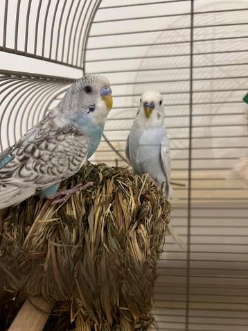 2 mooie parkieten ze kunnen niet zonder elkaar