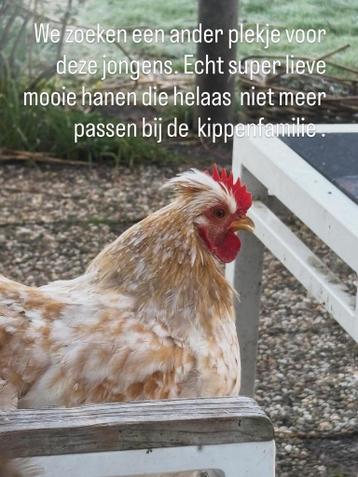 Prachtige hanen gratis