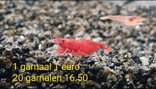 Rode garnalen, Dieren en Toebehoren, Vissen | Aquariumvissen, Zoetwatervis, Kreeft, Krab of Garnaal