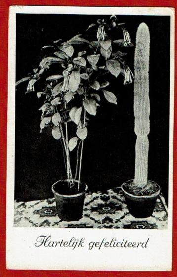 Hartelijk Gefeliciteerd - Planten - 1937 (Postst. Rotterdam)