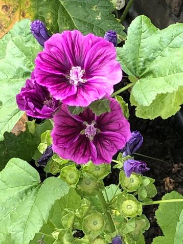 Zaden Malva Sylvestris. Groot kaasjeskruid