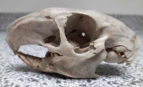 schedel knaagdier 10.5 cm oud!, Verzamelen, Dierenverzamelingen, Gebruikt, Schedel, Overige soorten, Ophalen of Verzenden