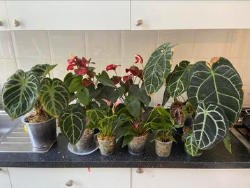 Anthuriumpakket met 9 anthuriums 