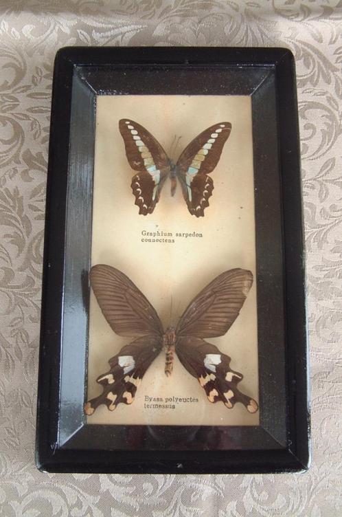 2 vlinders nr 10 -byasa polyeuctes termessus -graphium, Verzamelen, Overige Verzamelen, Ophalen of Verzenden