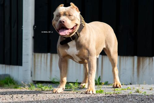 American Bully XL - dekreu, Dieren en Toebehoren, Honden | Dekreuen, Reu, Particulier, Eén hond, Nederland, 1 tot 2 jaar, CDV (hondenziekte)