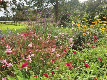 Goedkope vaste planten, tuinplanten