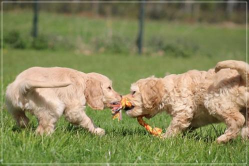 Lieve en vrolijke Goldendoodle pups., Dieren en Toebehoren, Honden | Retrievers, Spaniëls en Waterhonden, Meerdere dieren, Overige rassen