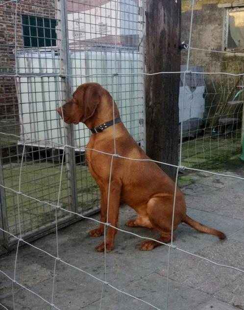 RAS zuivere Dekreu Vizsla Magyar staat ter Dekking, Dieren en Toebehoren, Honden | Setters en Staande honden, Reu, Overige rassen