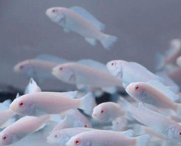 Pseudotropheus socolofi albino / snow White jongen Malawi 