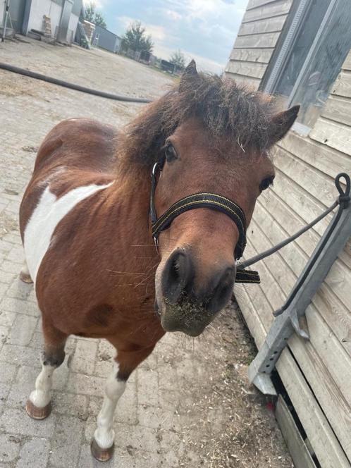 Liefste Shetlander zoekt een fijn plekje!, Dieren en Toebehoren, Pony's, Ruin, Zadelmak, A pony (tot 1.17m), Recreatiepony, 11 jaar of ouder