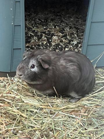 Cavia beertje