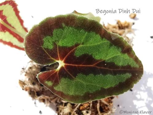 Begonia Dinhdui, Huis en Inrichting, Kamerplanten, Overige soorten, Minder dan 100 cm, Halfschaduw, Ophalen of Verzenden