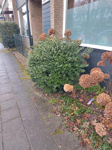 Haag/struik uit tuin