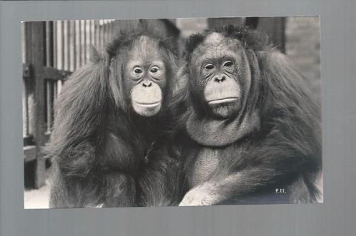 2789 Oude kaart dierentuin waar? apen aap orang oetan, Verzamelen, Ansichtkaarten | Dieren, Ongelopen, Wild dier, Verzenden