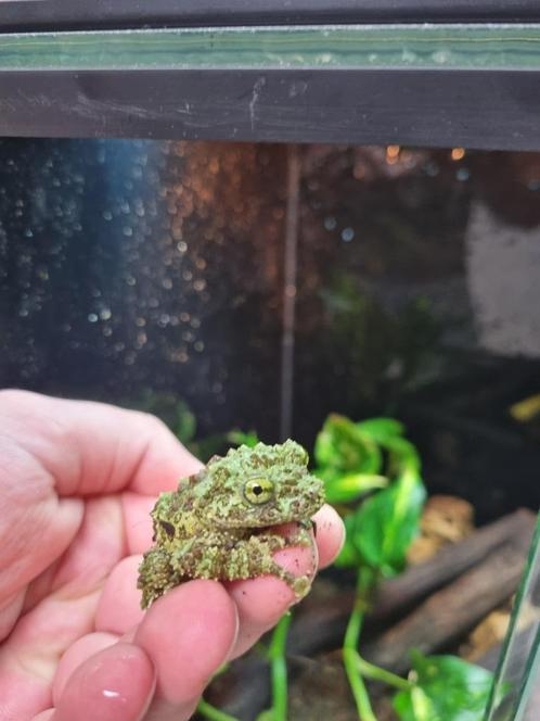 Theloderma corticale - Moskikker, Dieren en Toebehoren, Reptielen en Amfibieën, Amfibie, 0 tot 2 jaar, Met terrarium, Tam