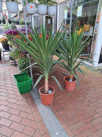 Yucca Elephantipes 