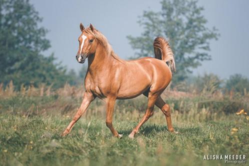 Allround vos dun ponyhengst ter dekking, Dieren en Toebehoren, Paarden en Pony's | Dekhengsten en Fokmerries, Hengst