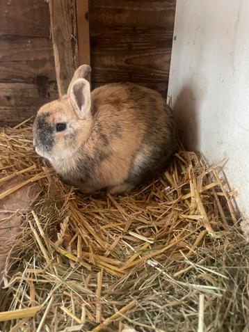 Leuk meerkleurig konijn