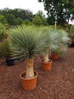 Yucca rostrata AAA kwaliteit / Zeer winterhard en sierlijk.