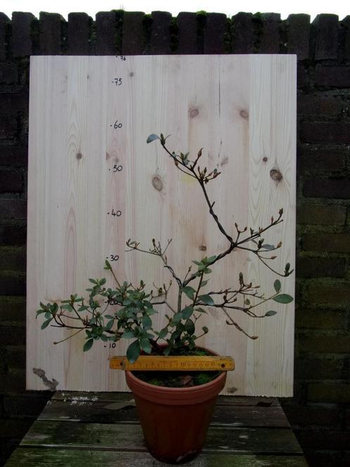 bonsai Satsuki azalea Kinpai, Tuin en Terras, Planten | Bomen, Overige soorten, Minder dan 100 cm, Volle zon, Lente, In pot, Ophalen