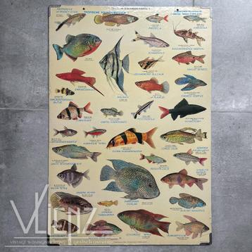 Vintage, retro schoolplaat tropische aquariumvissen, vissen