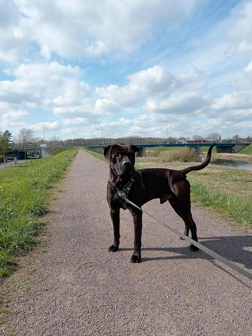 Lieve reu, zwart, sociaal, Dieren en Toebehoren, Honden | Niet-rashonden, Reu, Particulier, Eén hond, Nederland, 3 tot 5 jaar