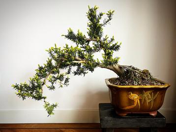 Grote han kengai bonsai in prachtig gedecoreerde bonsaipot