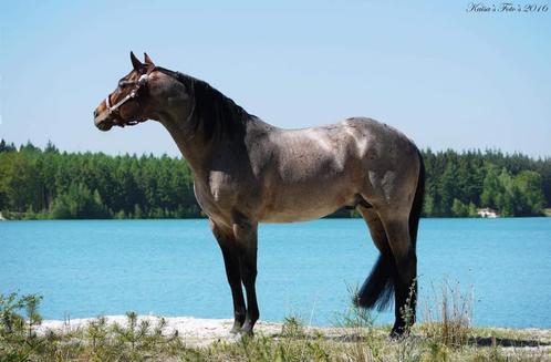 Quarter Horse Dekhengst, Dieren en Toebehoren, Paarden en Pony's | Dekhengsten en Fokmerries, Hengst