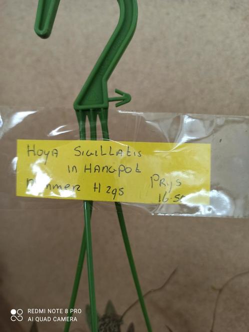 Hoya Sigillatis in hangpot nummer H295, Huis en Inrichting, Kamerplanten, Overige soorten, Minder dan 100 cm, Halfschaduw, Ophalen of Verzenden