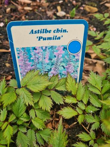 Vaste tuinplanten border stekjes aster astilbe paars/ lila