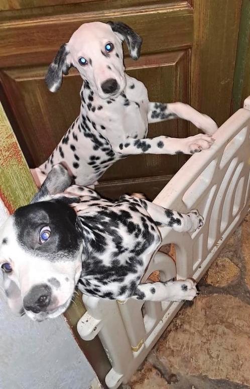 3 Dalmatiër pups (reutjes)‼️, Dieren en Toebehoren, Honden | Beagles, Bassets en Lopende honden, Reu, Dalmatiër, Particulier, Meerdere