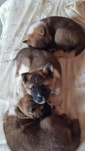 Akita pups