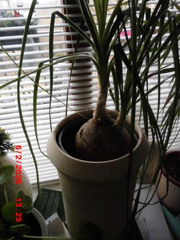 2 KAMERPLANTEN IN STENEN POT GRATIS AF TE HALEN