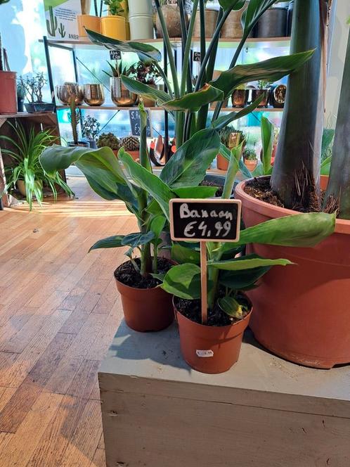 Musa Dwarf Cavendish (bananenplant), Huis en Inrichting, Kamerplanten, Overige soorten, Minder dan 100 cm, Groene kamerplant, Halfschaduw