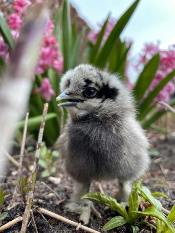 🐣Paaskuikentjes zijdehoenders 100% USA!🐣