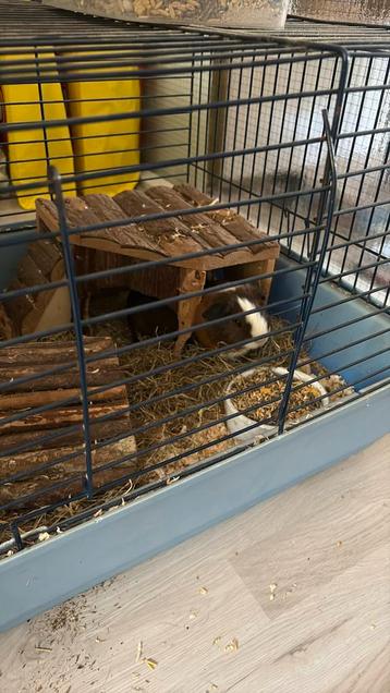 Cavia zoekt een huis