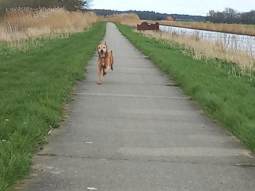 Oppas gezocht voor lieve hond Omgev. Wolvega of Leeuwarden, Dieren en Toebehoren, Overige Dieren, Vrouwelijk