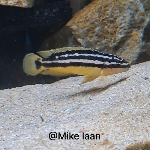 F1 julidochromis ornatus Uvira Tanganyika, Dieren en Toebehoren, Vissen | Aquariumvissen, Zoetwatervis, Vis
