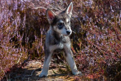 Wolfshond X witte herder pup op zoek naar gouden mand, Dieren en Toebehoren, Honden | Poolhonden, Keeshonden en Oertypen, Meerdere dieren