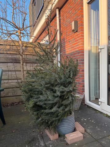 Gratis kerstboom in pot - uitstekende conditie