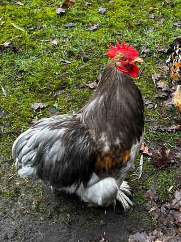 Prachtige jonge Cochin haan!