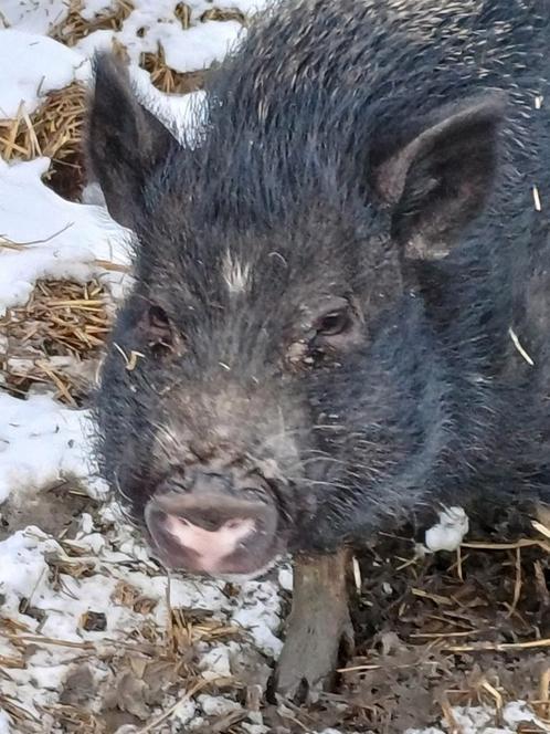 Twee mini varkentjes, wie heeft er een goed plekje?, Dieren en Toebehoren, Schapen, Geiten en Varkens, Varken, Vrouwelijk, 3 tot 5 jaar