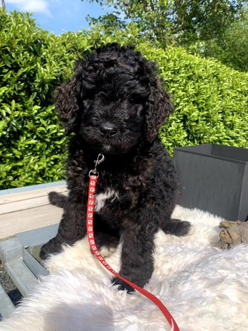 puppy bernedoodle labradoodle doodle berner labrador poedel, Dieren en Toebehoren, Honden | Niet-rashonden, Groot, Meerdere dieren