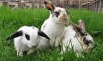 Jonge hangoordwerg konijnen | Kleine konijnen | Ingeënt
