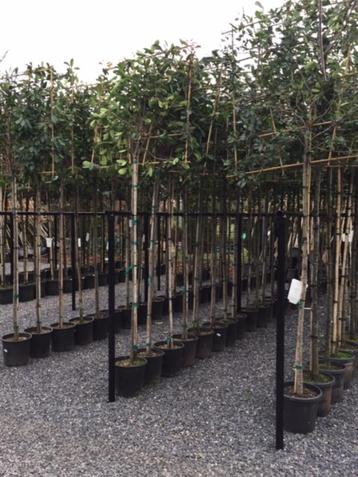 leiboom laurier novita wintergroen 320 cm hoog in pot 10-12