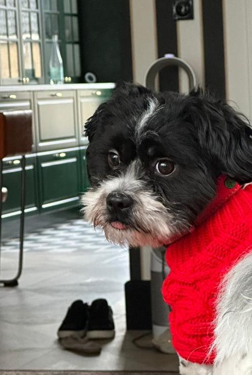 Gezocht Oppas voor Toby Boomer Noordwijk Max 5 km, Diensten en Vakmensen, Dieren | Honden | Verzorging, Oppas en Les